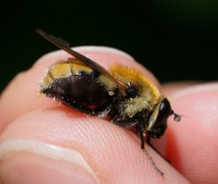 Criorhina floccosa
