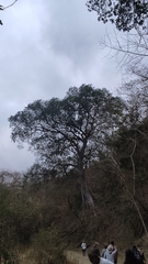 Ficus petiolaris palmeri