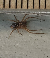 Philodromus marxi