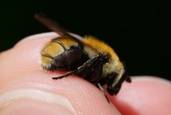Criorhina floccosa