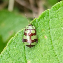 Alagoasa decemguttata