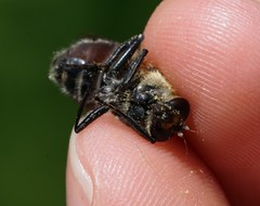 Criorhina floccosa