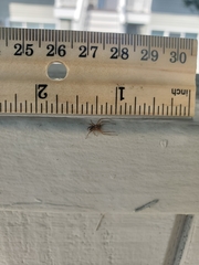 Philodromus marxi