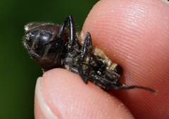 Criorhina floccosa