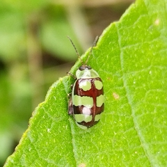 Alagoasa decemguttata