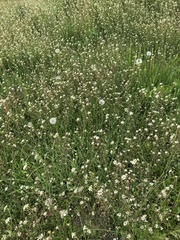 Capsella bursa-pastoris