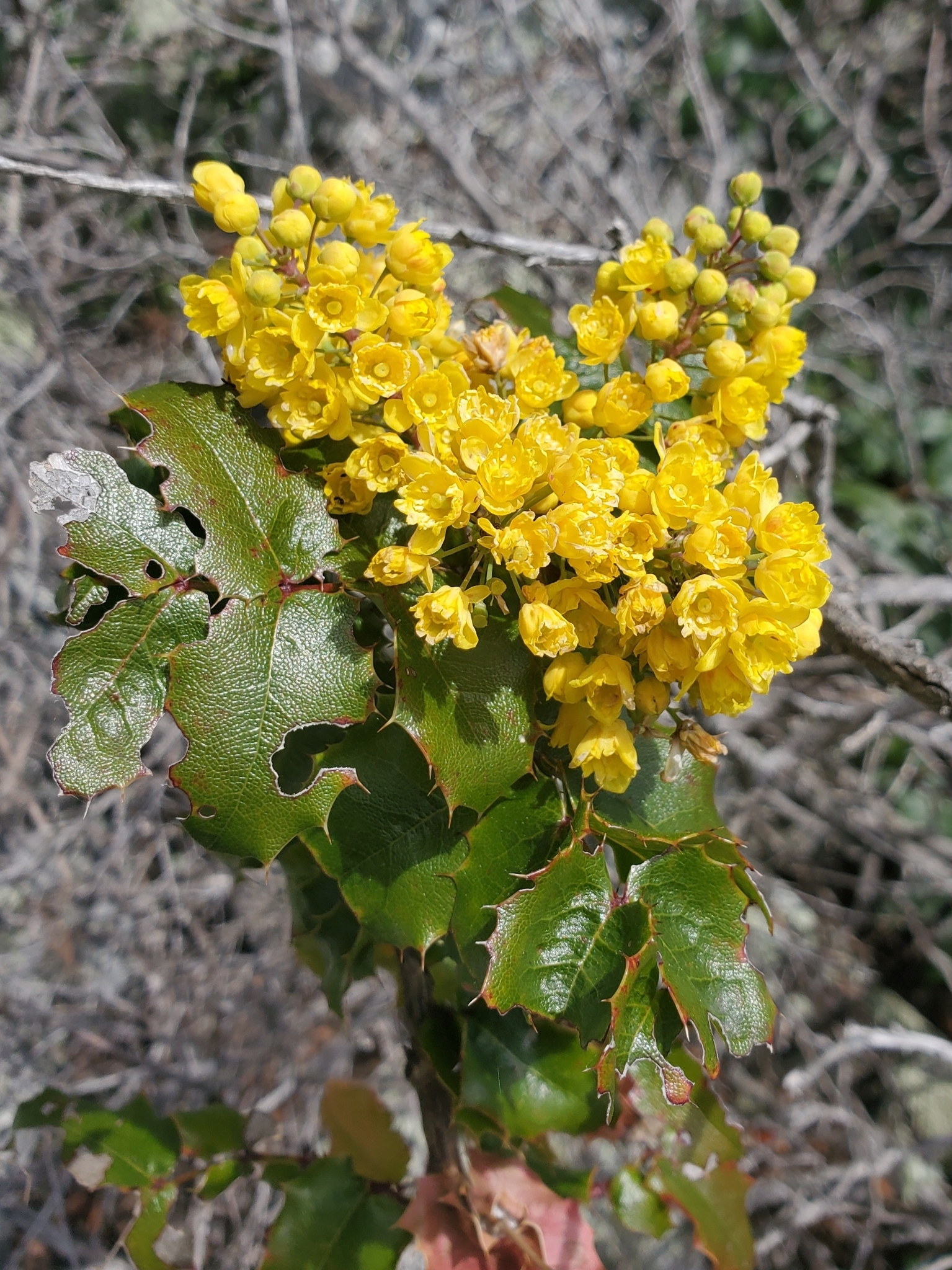 Berberis pinnata ssp. pinnata