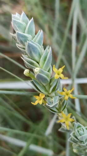 Maritime Crosswort