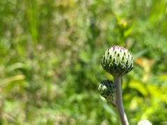 Cirsium tuberosum