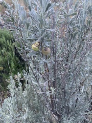 Artemisia tridentata tridentata