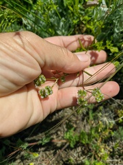 Valerianella lasiocarpa