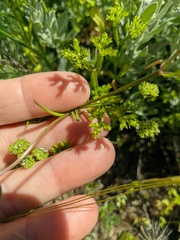 Valerianella lasiocarpa