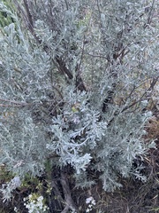 Artemisia tridentata tridentata