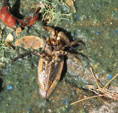 Lethocerus annulipes