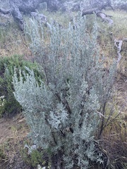 Artemisia tridentata tridentata
