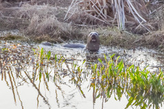 Hydrictis maculicollis