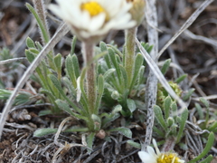 Erigeron ochroleucus