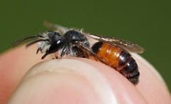 Andrena labiata