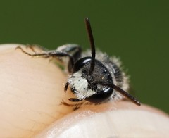 Andrena labiata