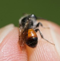 Andrena labiata