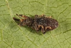 Dorytomus taeniatus