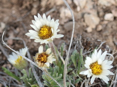 Erigeron ochroleucus