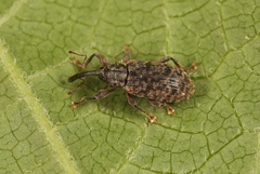 Dorytomus taeniatus