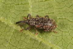 Dorytomus taeniatus