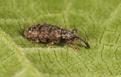 Dorytomus taeniatus