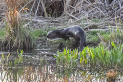 Hydrictis maculicollis