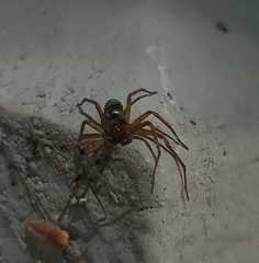 Philodromus marxi