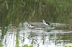 Himantopus mexicanus