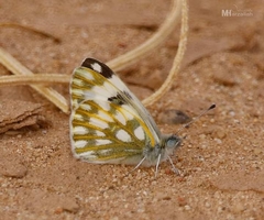 Pontia glauconome