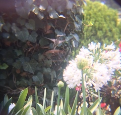 Cynanthus latirostris