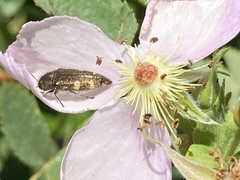 Acmaeodera prorsa