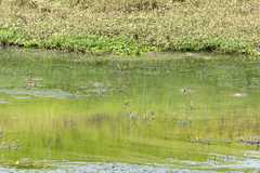 Amazonetta brasiliensis