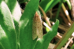 Clepsis senecionana