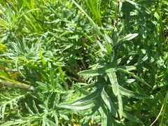 Cirsium tuberosum