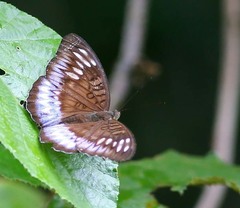 Tanaecia