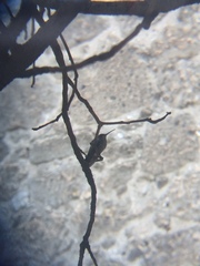 Cynanthus latirostris