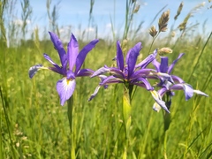 Iris spuria
