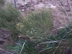 Baccharis spartioides