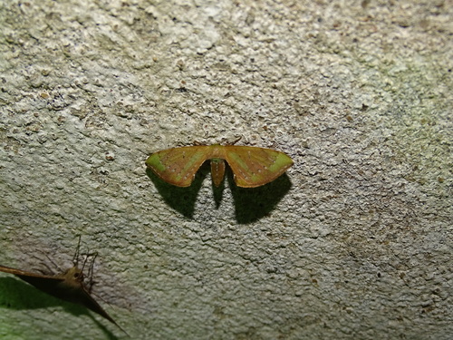 Anticla limosa