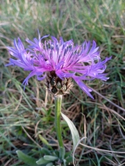 Centaurea cyanus