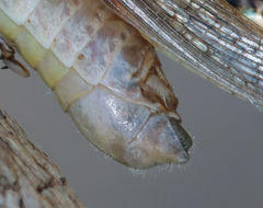 Melanoplus angustipennis