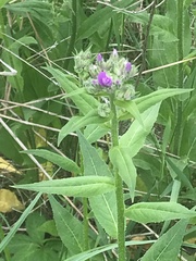 Hesperis matronalis