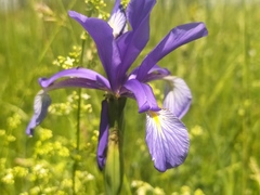 Iris spuria