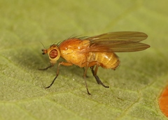 Sapromyza obsoleta