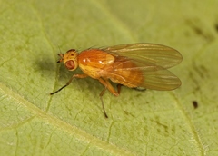 Sapromyza obsoleta