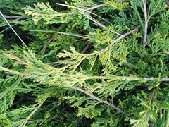 Juniperus sabina